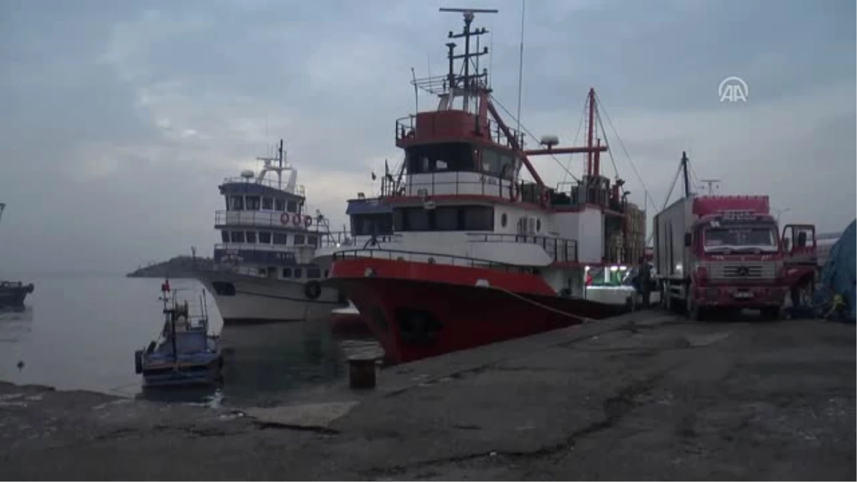 Batı Karadeniz\'de Hamsi Bolluğu Sürüyor