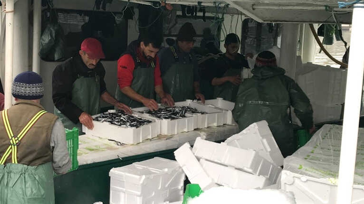 Hamsi Bolluğu Fiyatları Düşürmedi