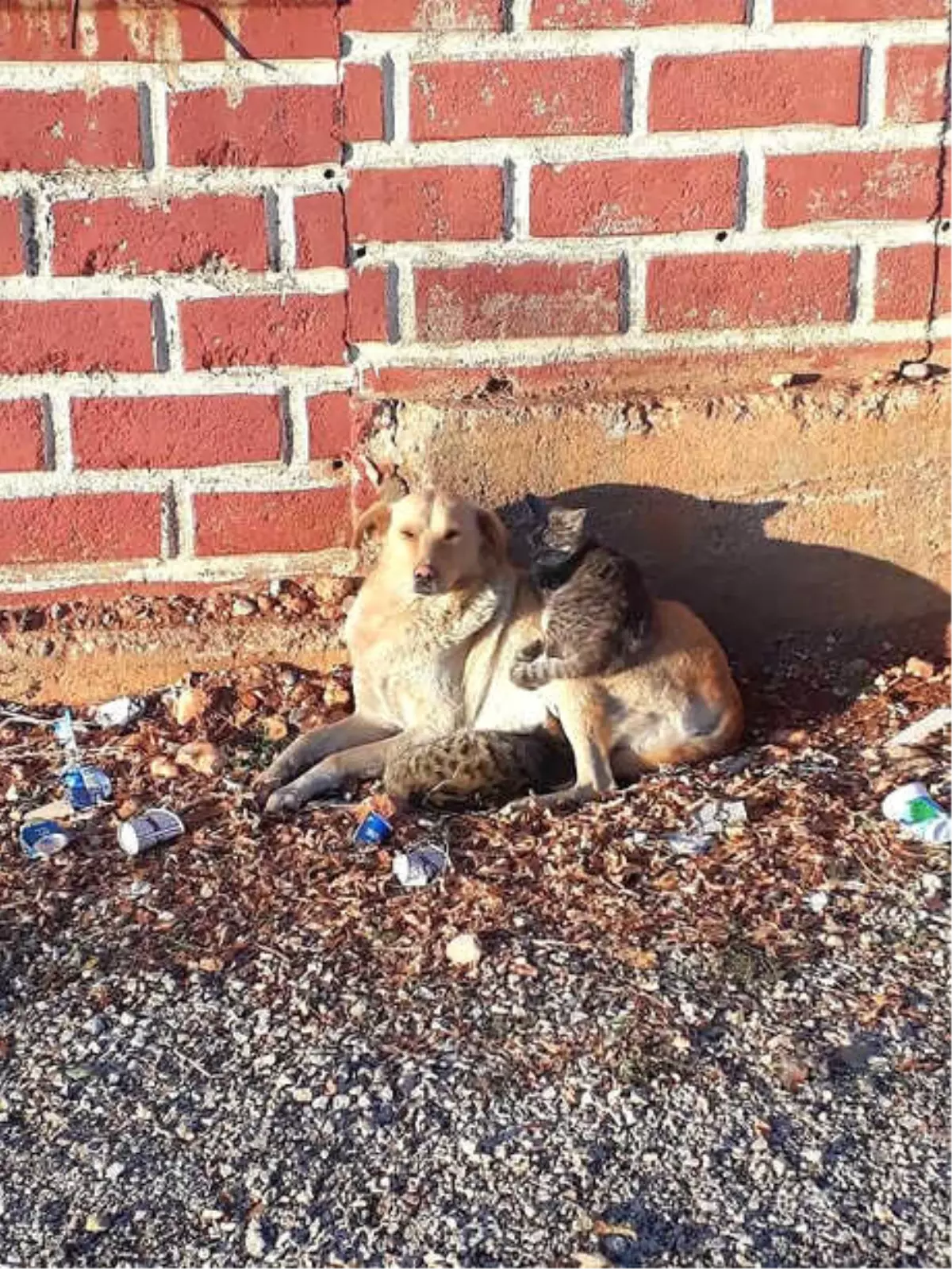 Köpeğin, Kediye Şefkati