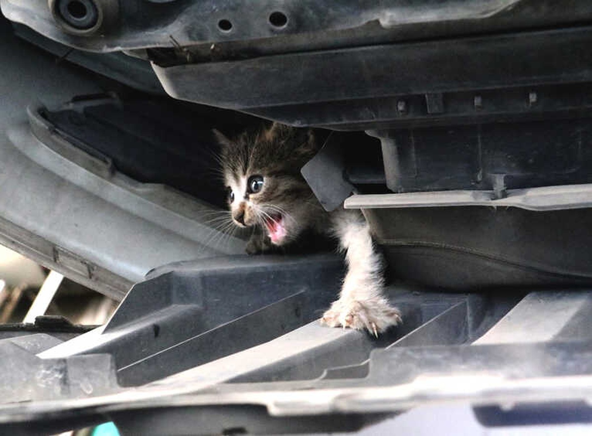 Otomobilden Gelen Kedi Sesini Duyunca Soluğu Sanayide Aldı
