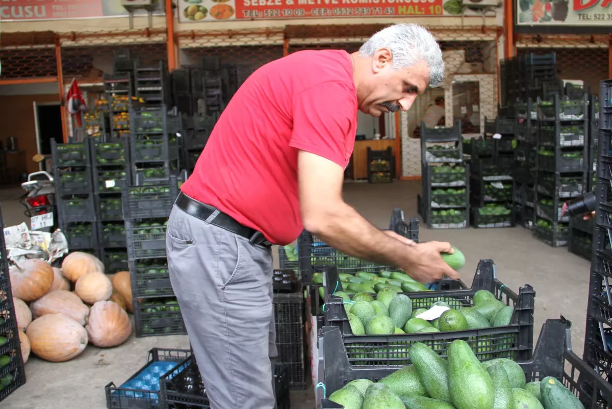 Rusya\'ya 15 Bin Adet Gönderildi! Alanyalı Avokado Yetiştiricileri Taleplere Yetişemiyor