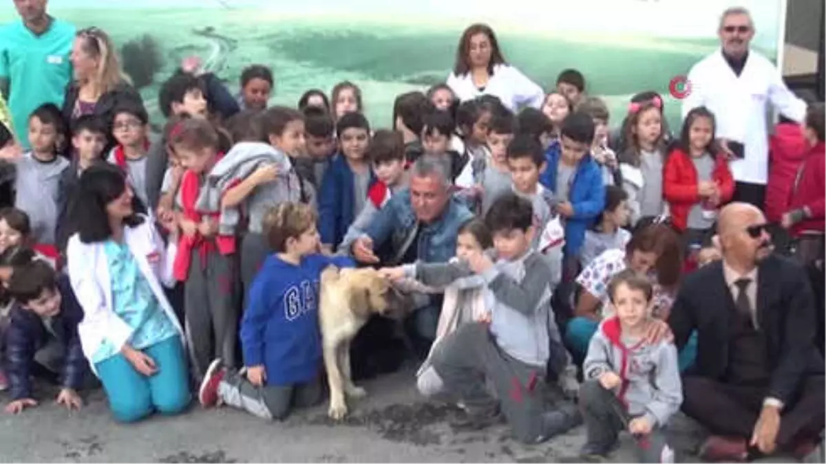 Sokak Köpeğini Tüfekle Vurdular.