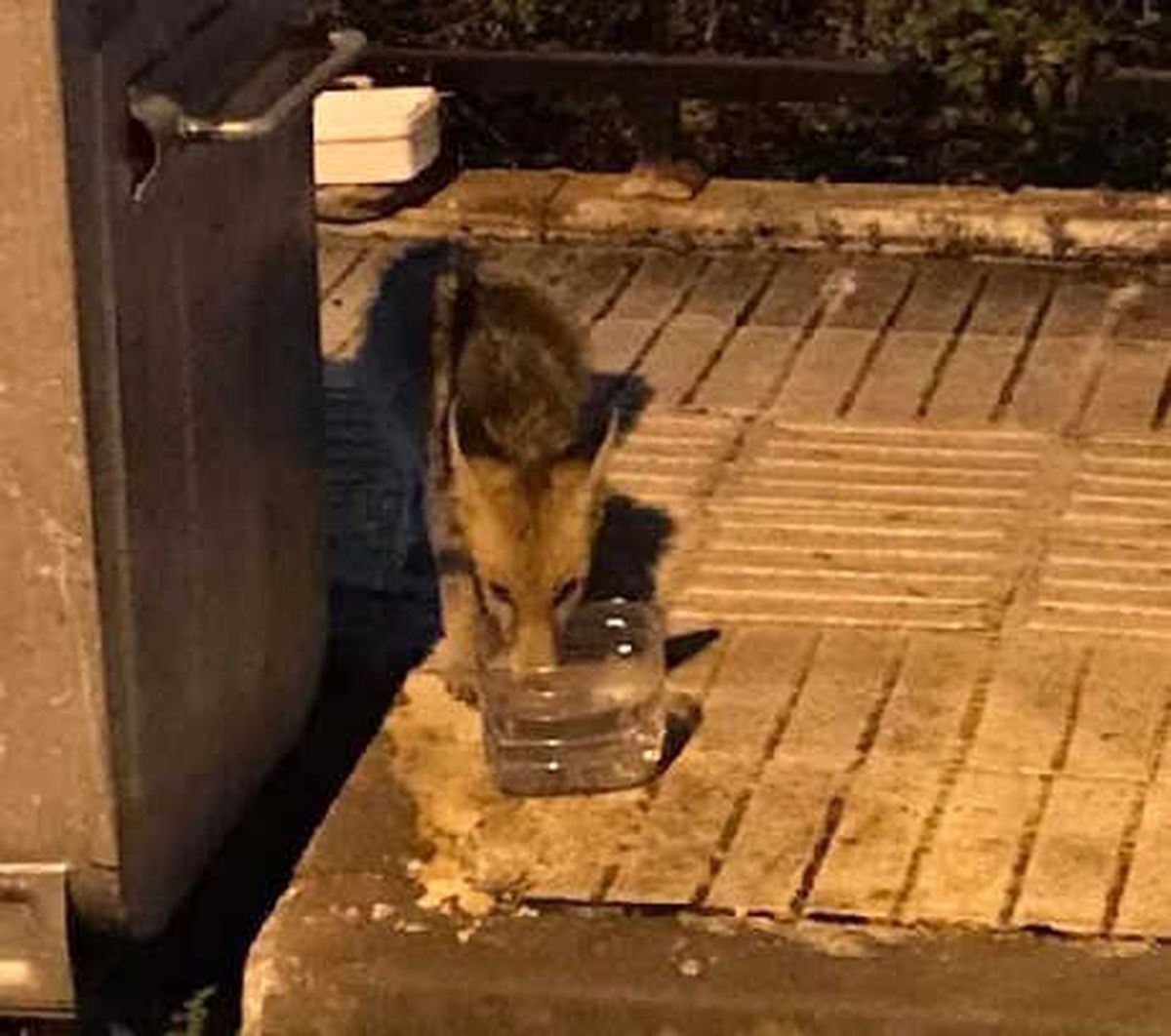 Aç Kalan Tilki, Kent Merkezine İndi