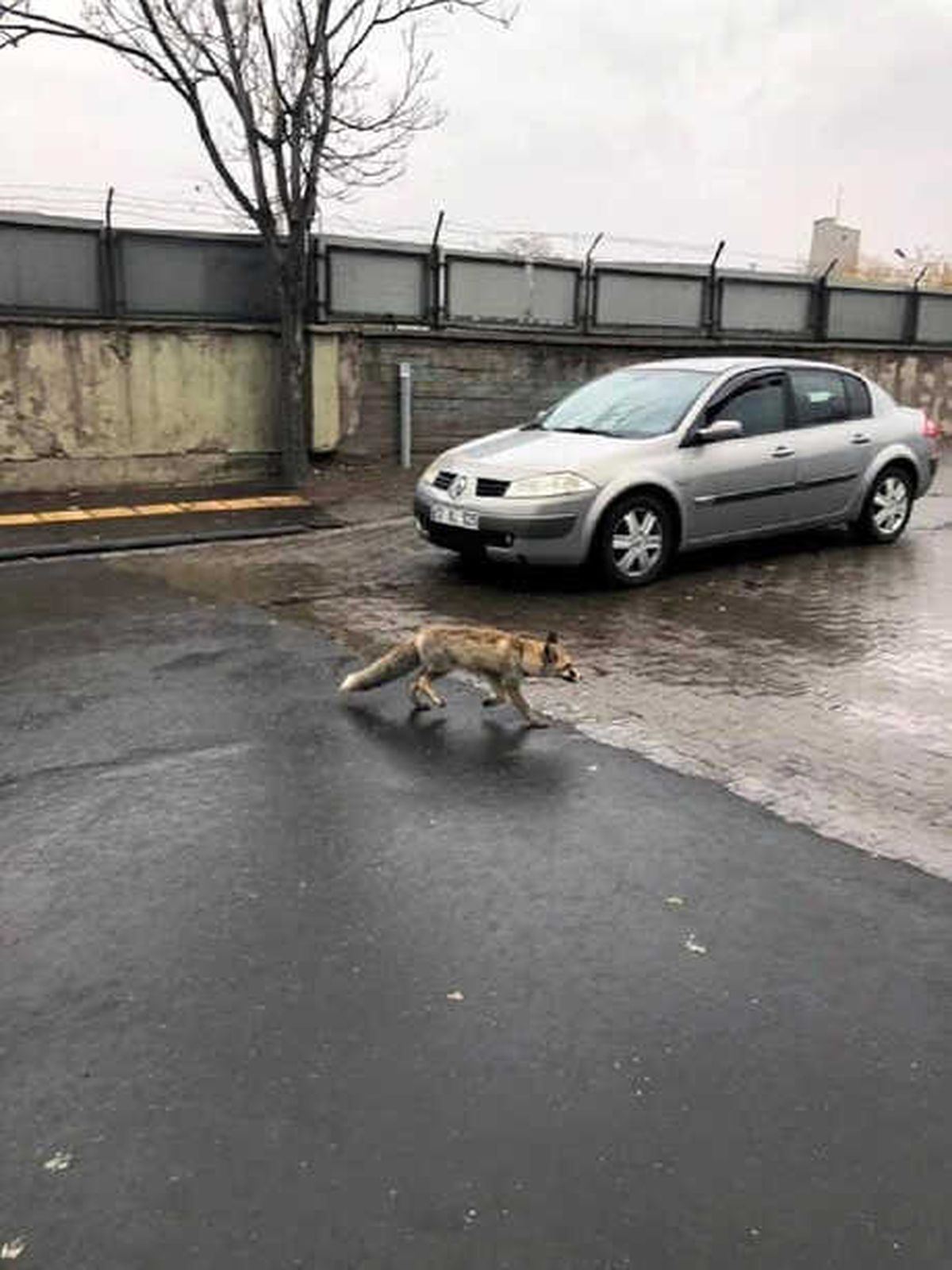 Bingöl Merkezinde Tilki Şaşkınlığı