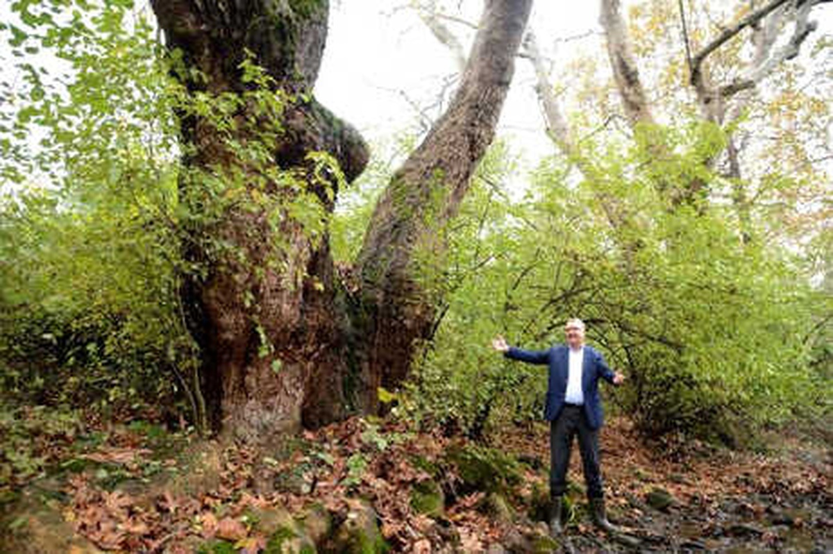 Bursa\'da Bulunan Çınarın Yaşı 600\'den Fazla