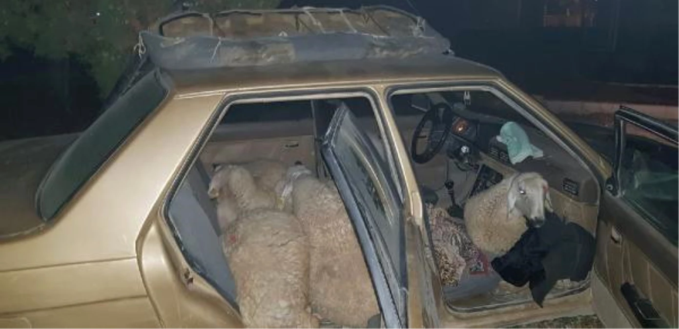 Çaldığı 7 Koyunu, Otomobilinde Taşırken Yakalandı