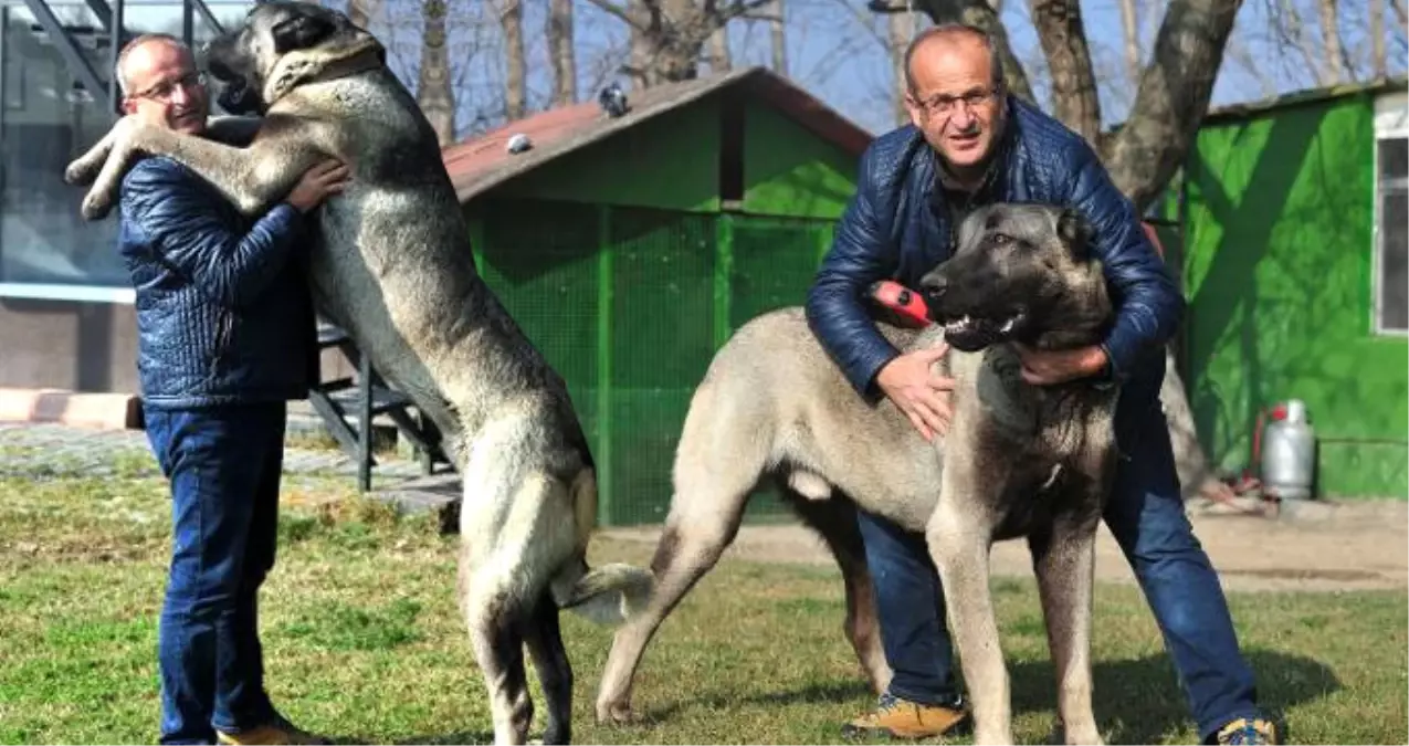 Günde 7 Kilo Et Yiyen Kangal Köpeğine 125 Bin Lira Değer Biçildi