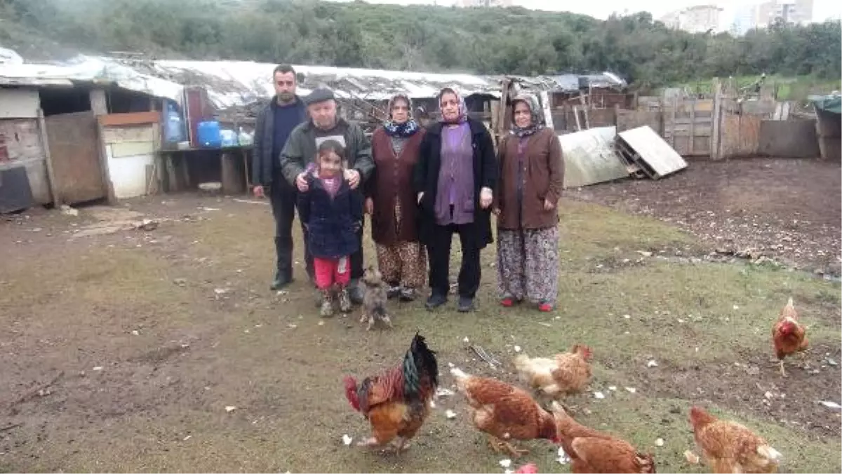 Hırsızlar Bir Gecede 110 Keçisini Çaldı