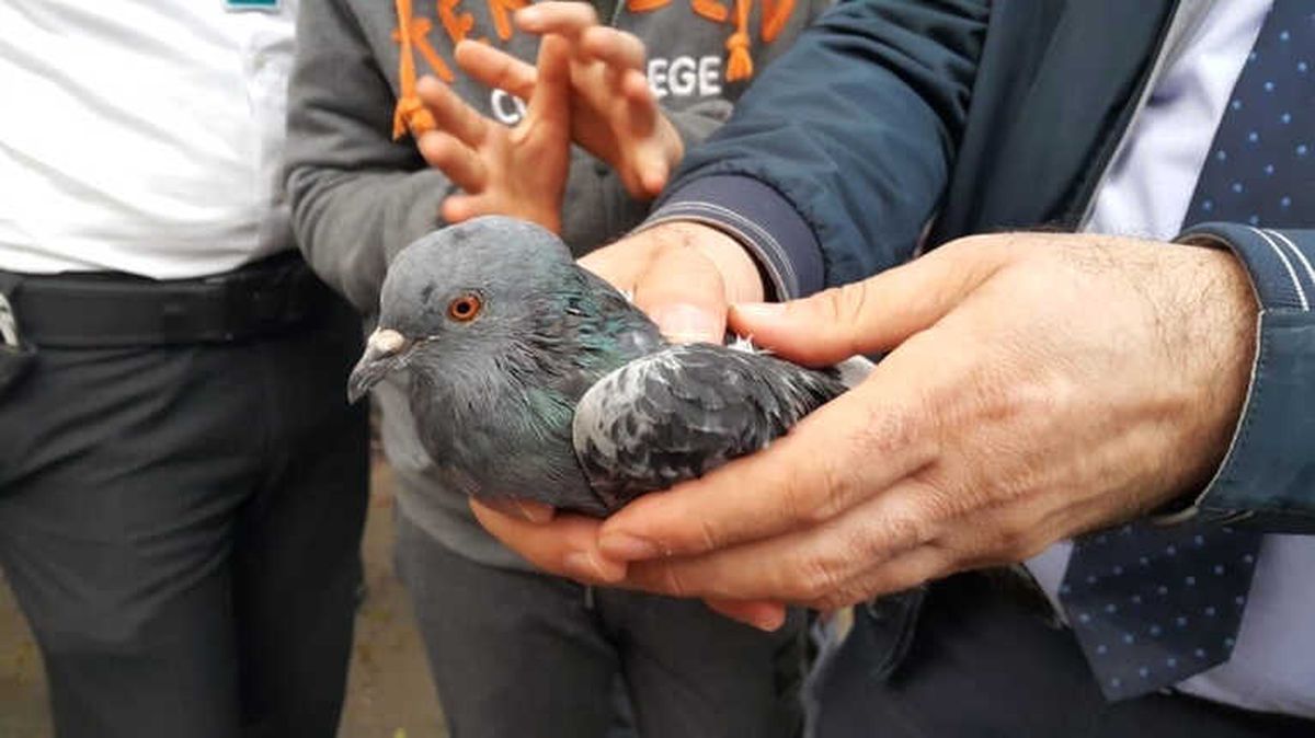 İpe Dolanan Güvercini İtfaiye Kurtardı