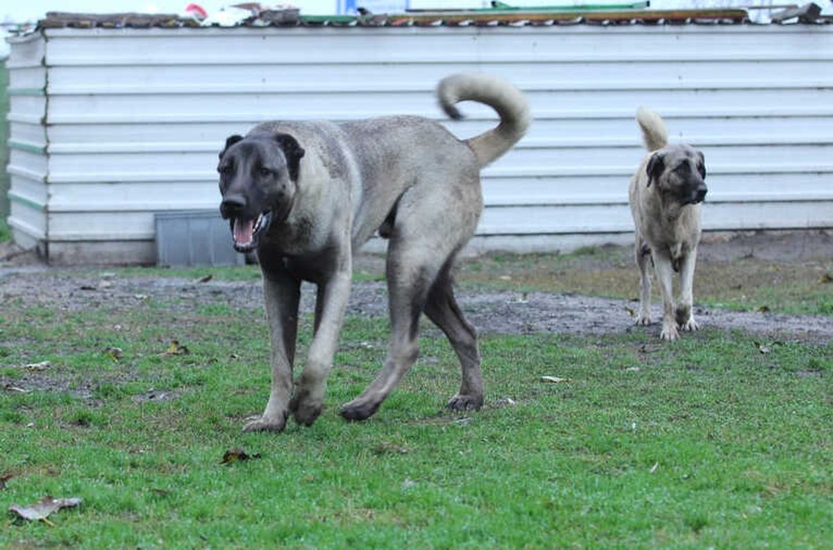 Kangal Otomobilleri Solladı