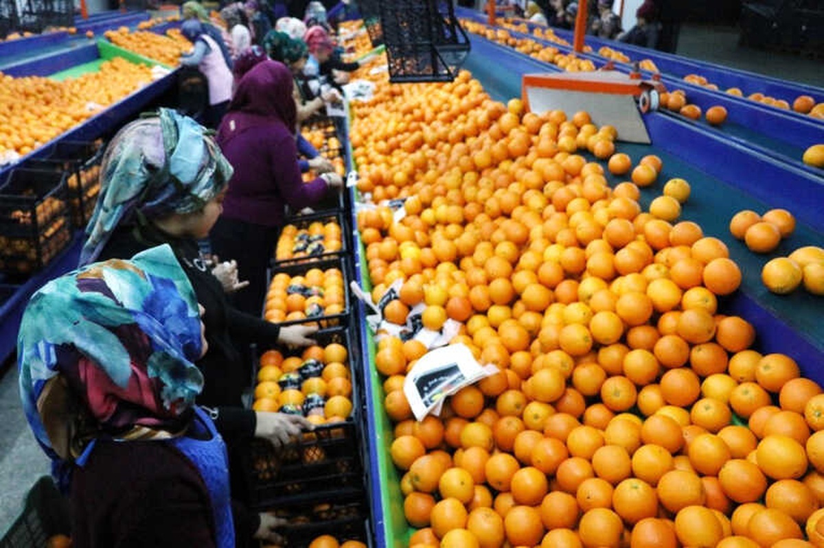 Rusya Narenciyeyi Geri Gönderdi, Üretici Mağdur Oldu