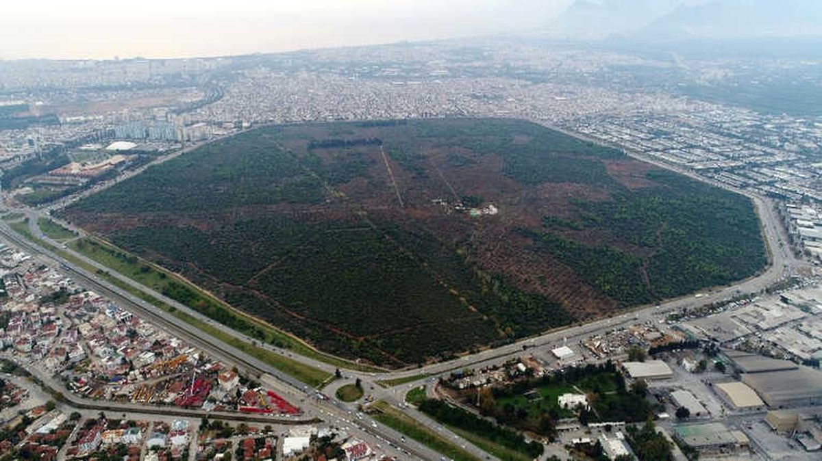 Yapılaşma Sebebiyle 88 Yılda 10 Kat Küçüldü, Rehabilite Edildi, Meyve Verdi