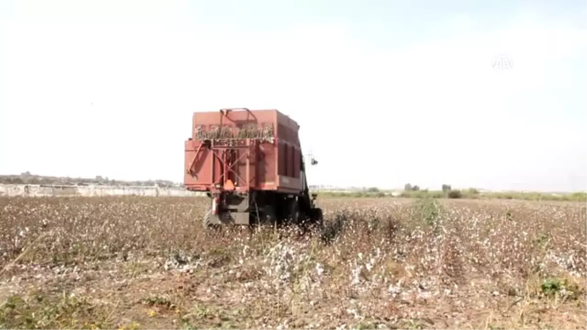 Antbirlik 21 Bin 500 Ton Kütlü Pamuk Alımı Yaptı