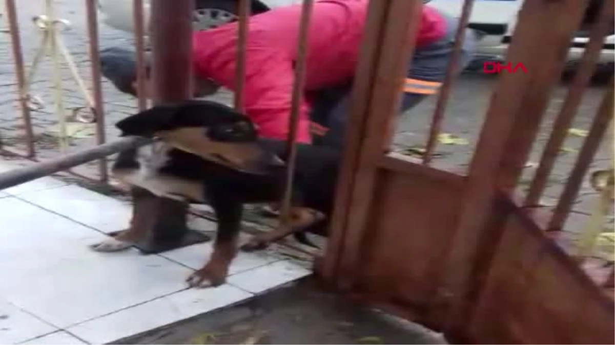 Çanakkale Demir Kapının Parmaklıklarına Sıkışan Köpeği, İtfaiye Kurtardı