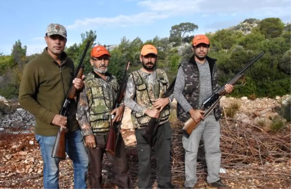 Domuz Sürüleri Seralara Zarar Verdi, Sürek Avı Başlatıldı