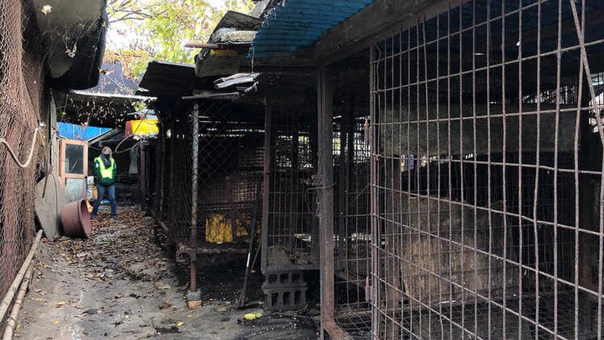 Güney Kore\'nin En Büyük Köpek Mezhabası Kapatıldı