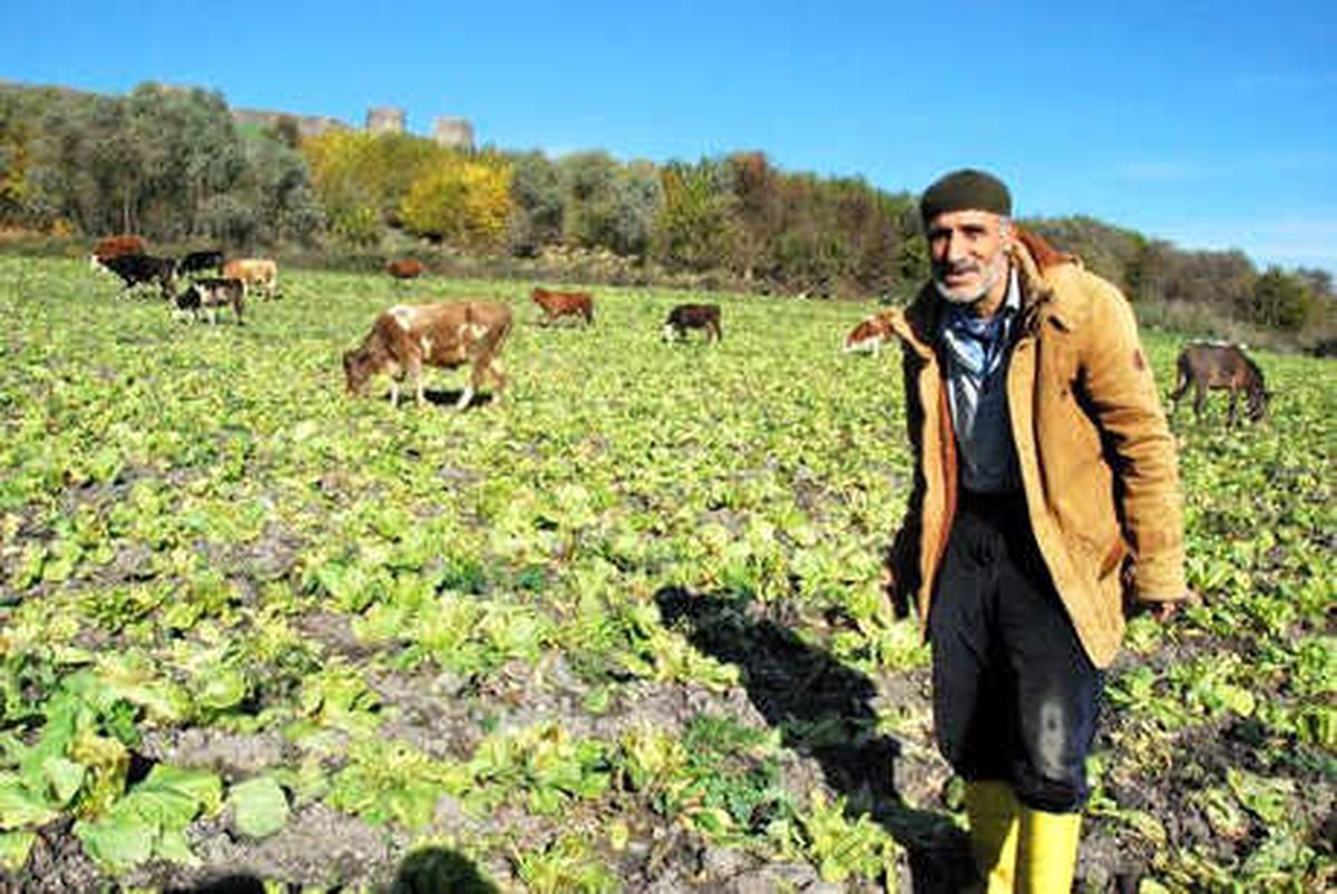 Hevsel Bahçeleri\'ndeki Marullar İneklere Yem Oldu