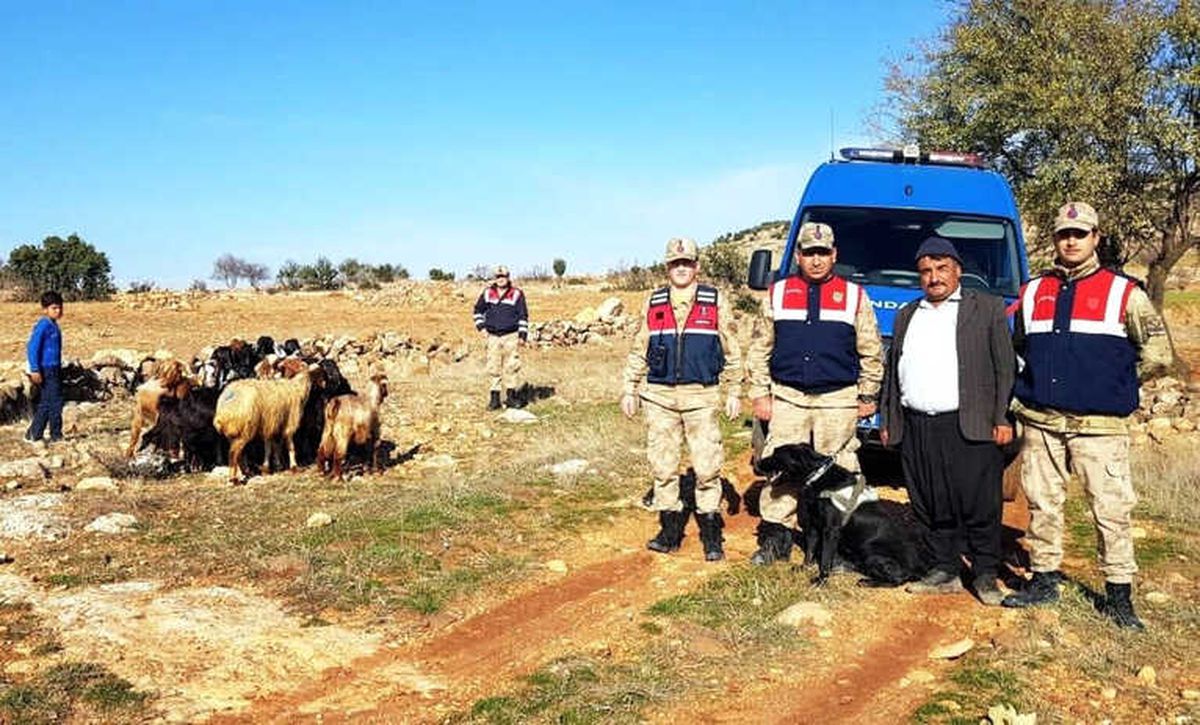 Kaybolan Koyunları Jandarma Buldu