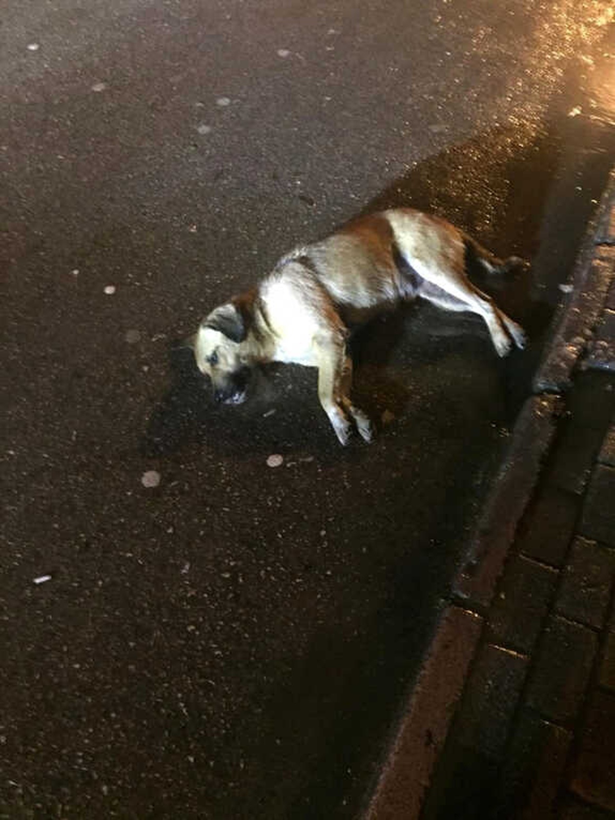 Ordu\'da Köpekler Zehirlendi