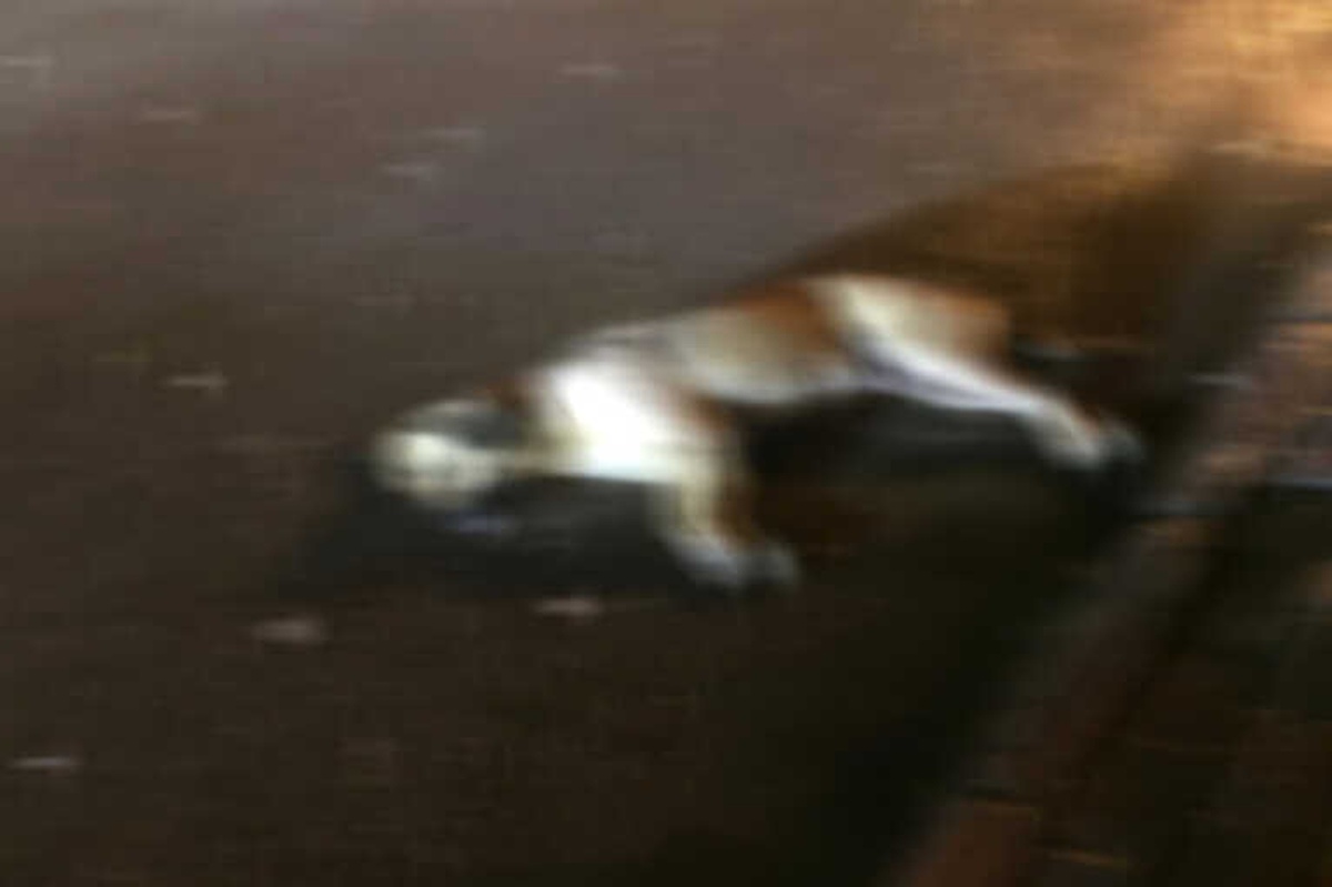 Ordu\'da Köpekler Zehirlendi