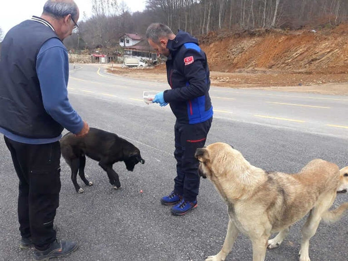 Sahipsiz Hayvanlara Osmangazi Şefkati
