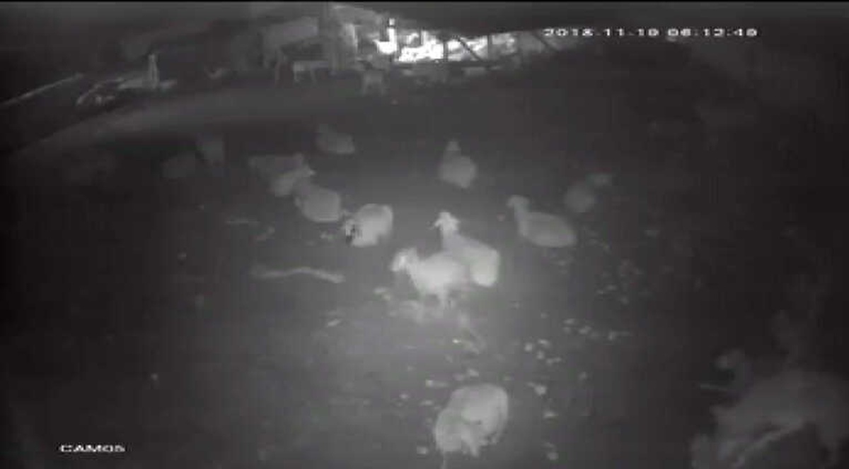 Ahıra Sızan Kurda Çoban Köpeği Sürprizi