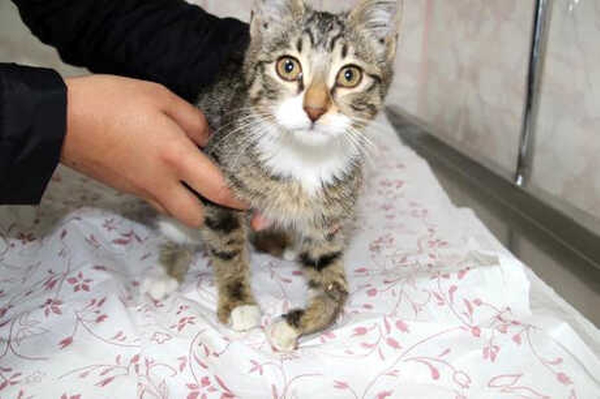 Ayağını Yere Basamayan Kediyi Veterinere Götürüp Sahiplendi