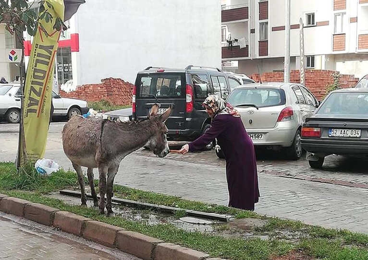 Eşeği Eliyle Besleyen Kadın Sosyal Medyayı Salladı