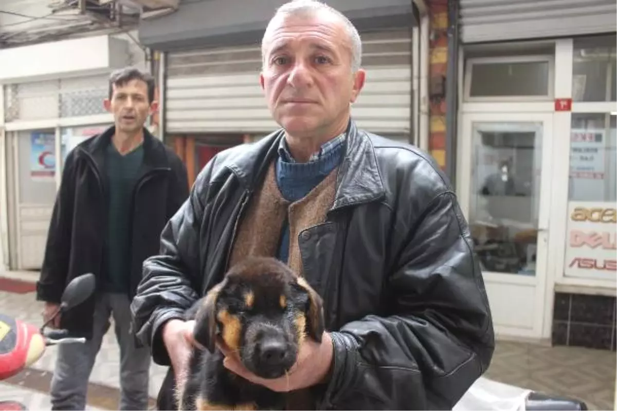 Gözleri Görmeyen Yavru Köpek, Açlıktan Ölmek Üzereyken Bulundu