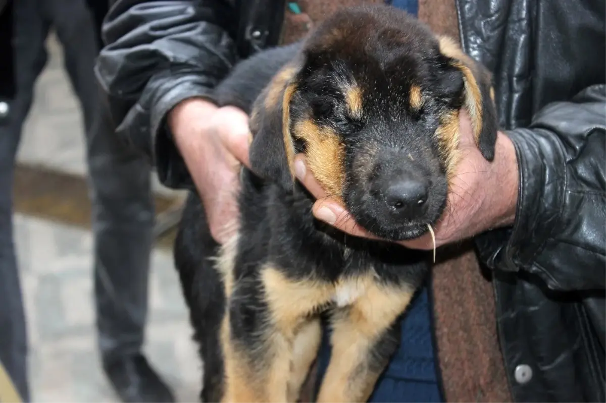 Ölmek Üzere Olan Köpek Vatandaşların Duyarlılığı Sayesinde Kurtarıldı