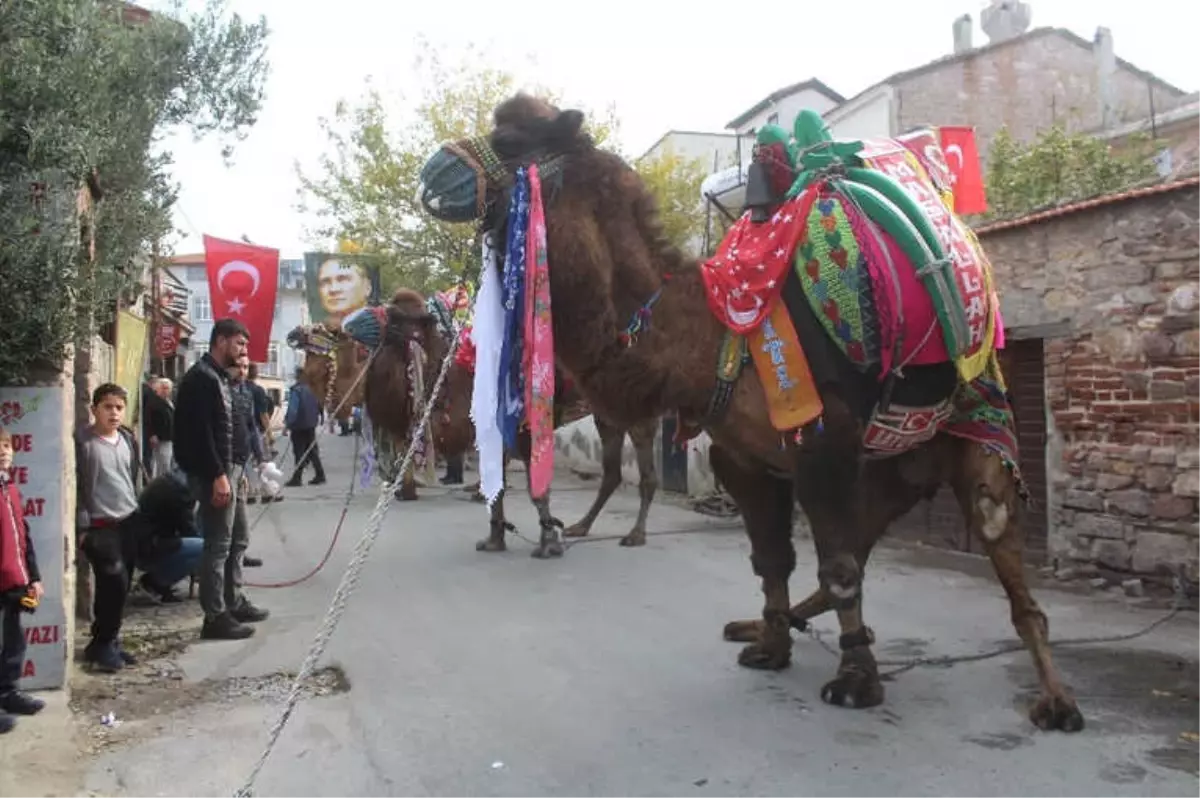 Ayvalık\'ta Pehlivan Develer İçin Havut Hayrı