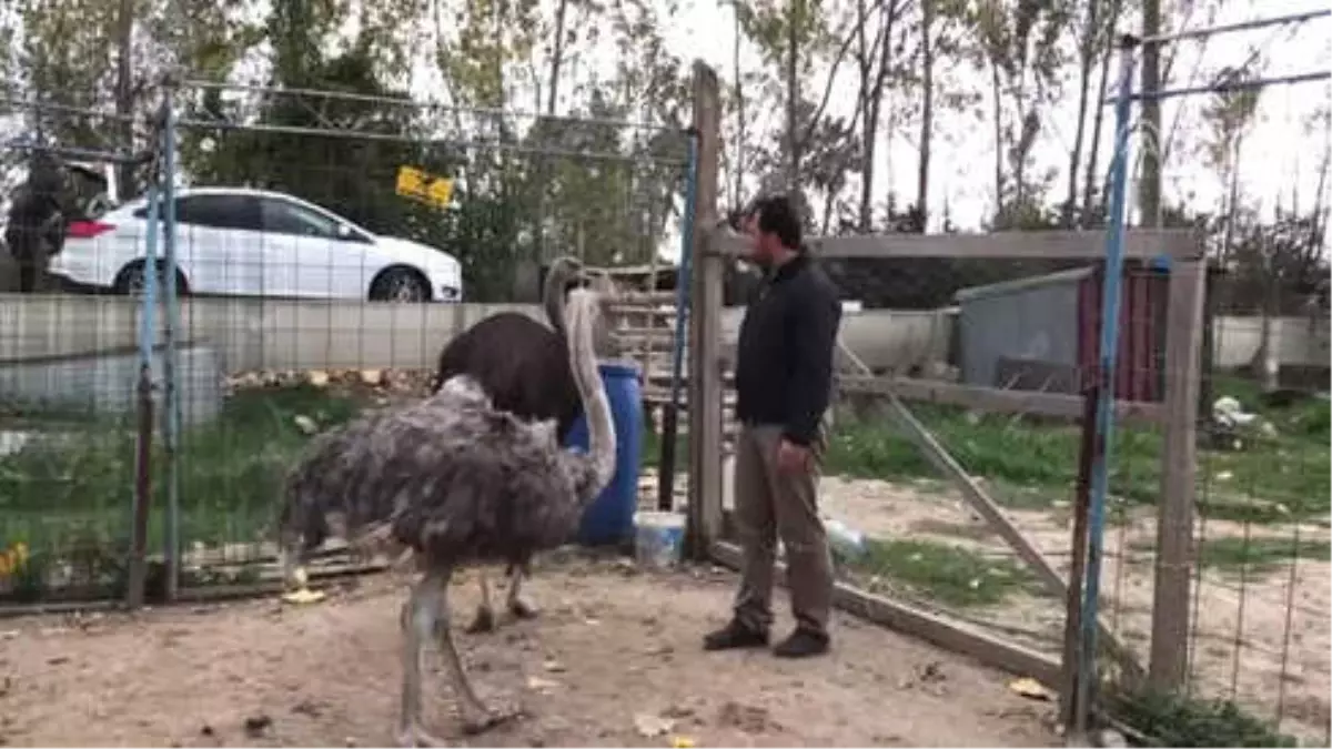 Belgeselde Gördüğü Deve Kuşlarının Üretimine Başladı