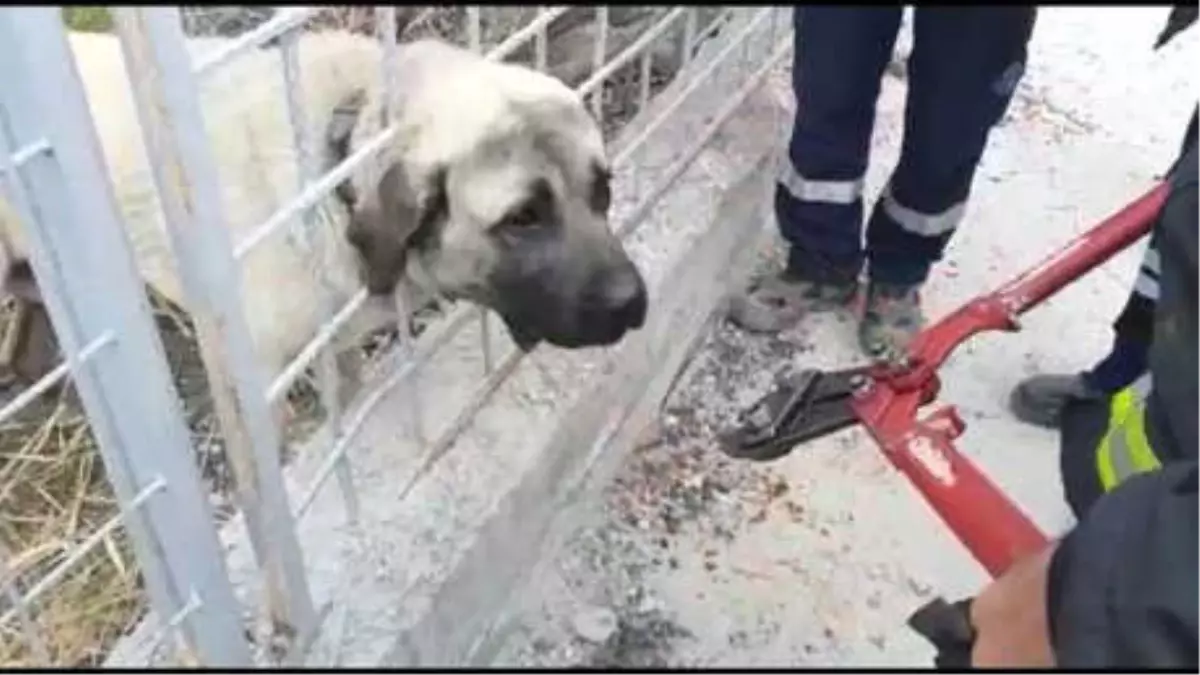 Demir Korkuluğa Başı Sıkışan Köpeği İtfaiye Ekibi Kurtardı