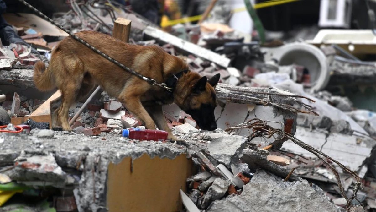 Fotoğraflarla: Meksikalıların Gurur Duydukları \'Kahraman Köpekler\'