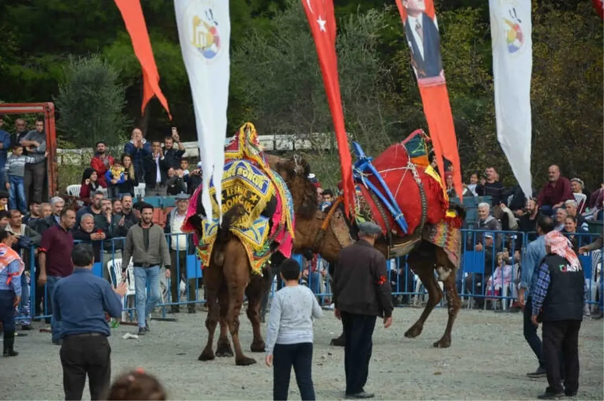 Develer Ortaca\'da Güreşti