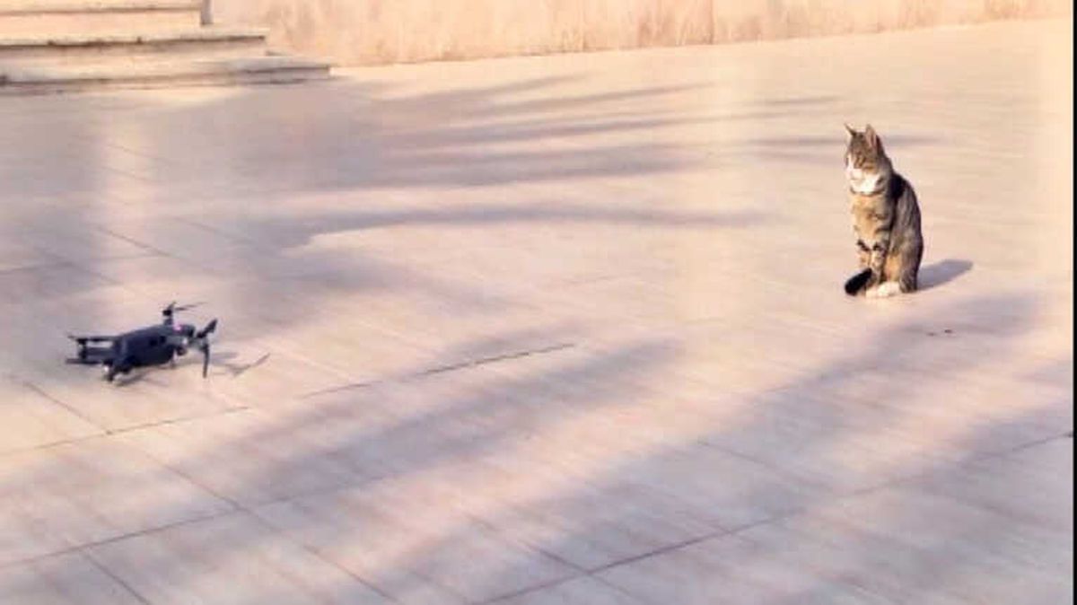 Meraklı Kedi Drone\'nin Peşini Bırakmadı
