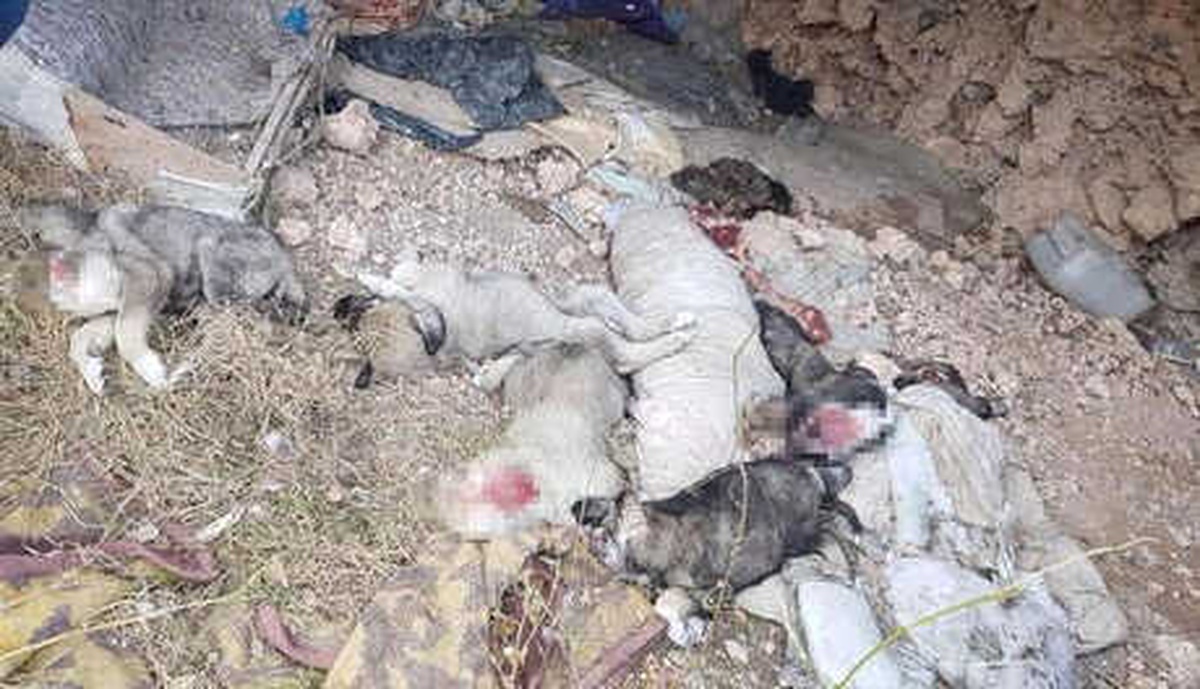 Uşak\'ta 5 Ölü Köpek Yavrusu Bulundu