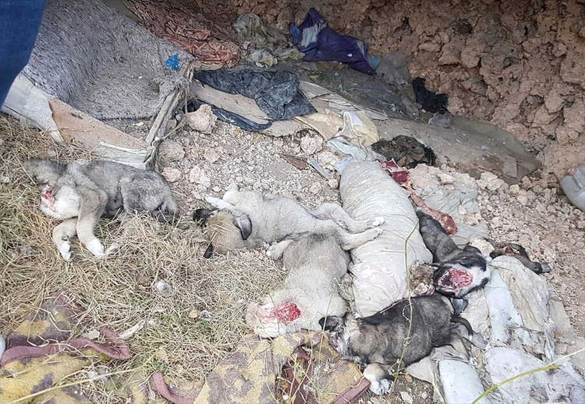 Uşak\'ta Parçalanmış Halde 5 Köpek Yavrusu Bulundu