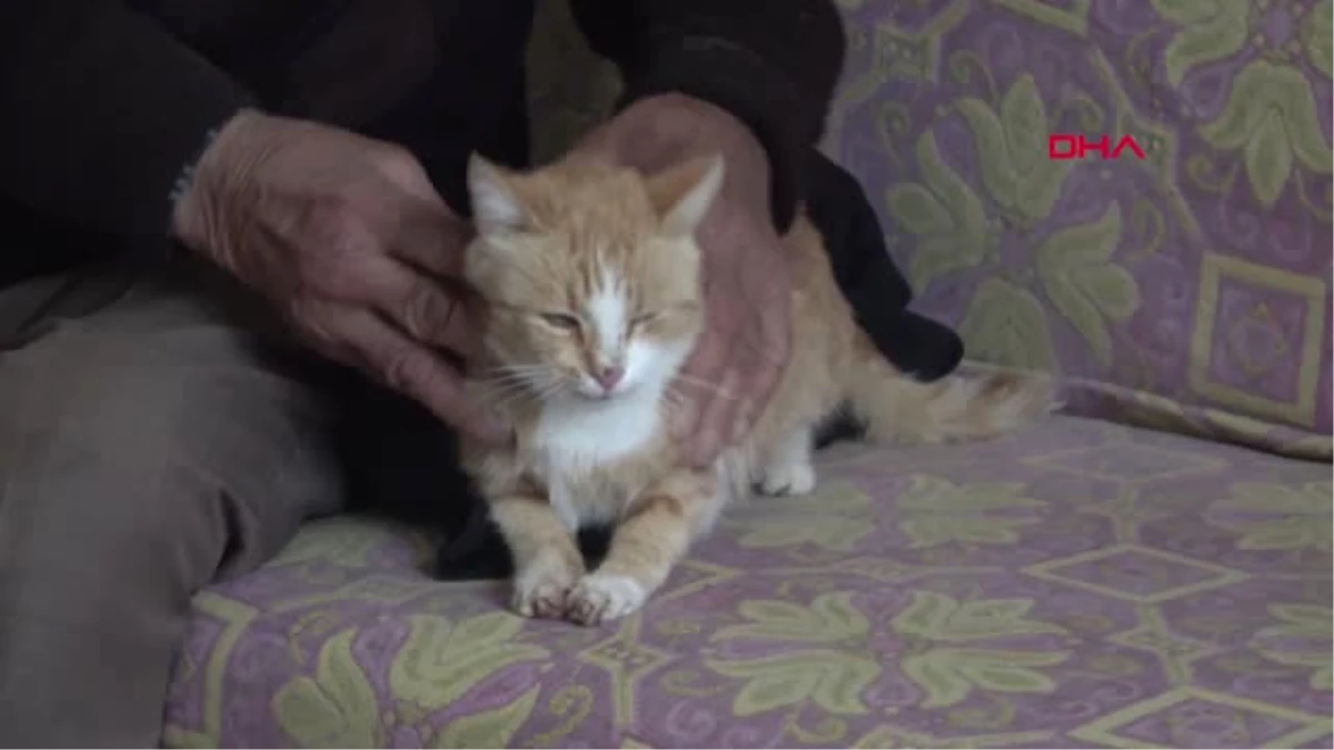 Bolu Ali Dede, Yapılan Evinde Kedileriyle Huzur İçinde Yaşıyor