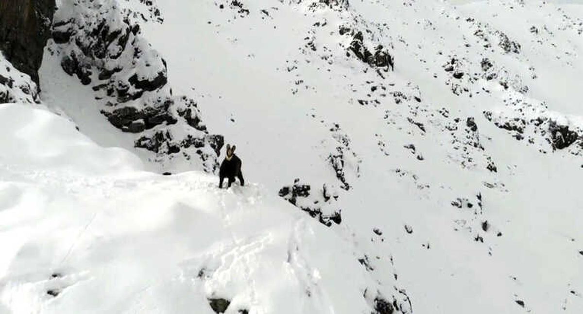 Karla Kaplı Dağda Çengel Boynuzlu Dağ Keçisinin Drone ile İmtihanı
