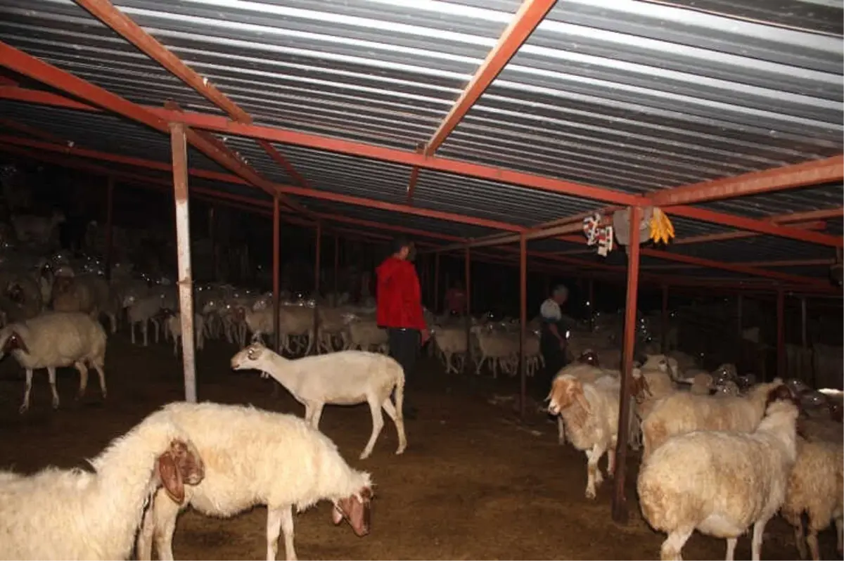 Koyun Çalmaya Çalışırken Ağıl Sahibinin Baskınıyla Neye Uğradıklarını Anlayamadılar