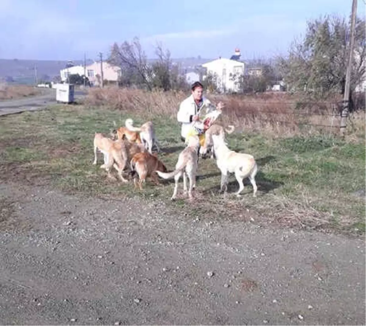 Sokak Sokak Gezerek Köpekleri Besliyorlar