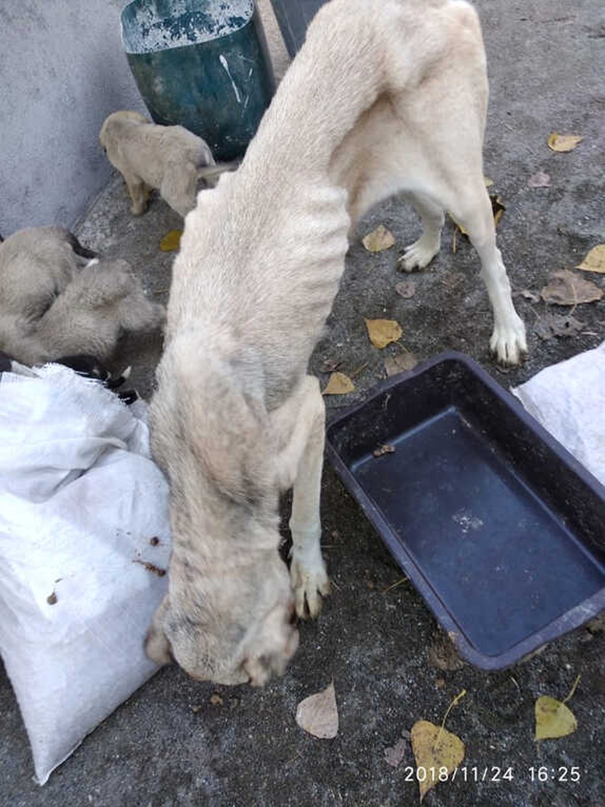 Yavruları ile Birlikte Sokağa Terk Ettiler, Hayvanseverler Sahip Çıktı