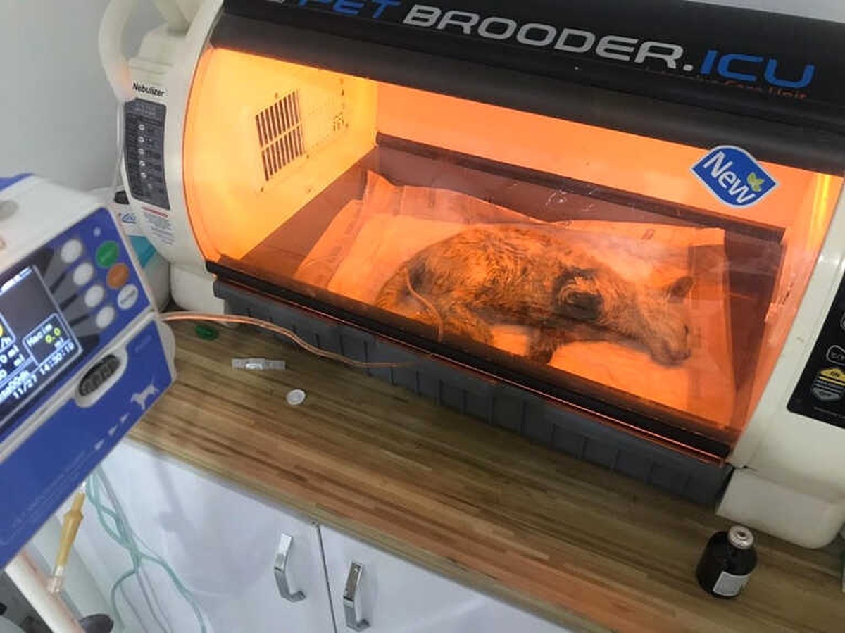 Ayakları Kesik Halde Bulunan Kedi Hayatını Kaybetti