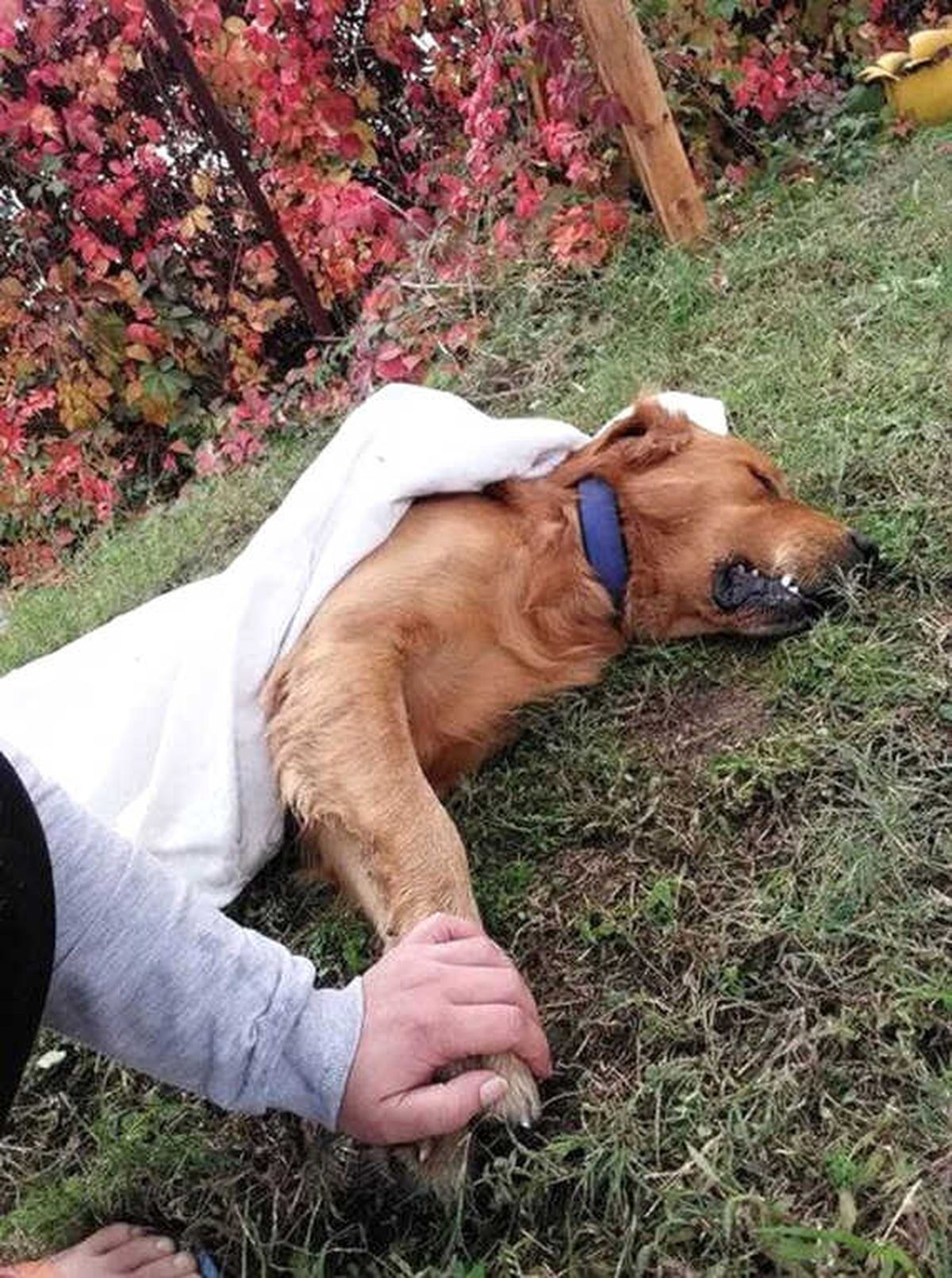 Hatay\'da 3 Köpek Zehirlenerek Telef Edildi