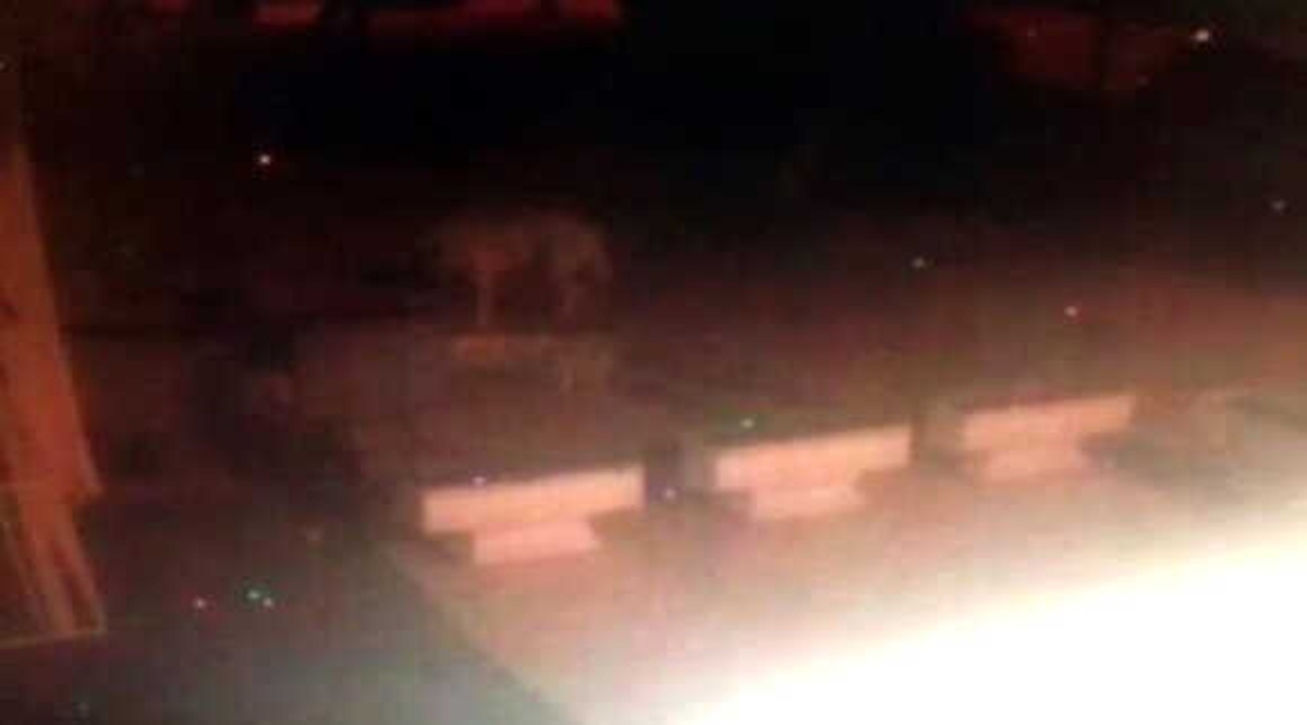 Köpekler, Yavru Kedileri Parçaladı