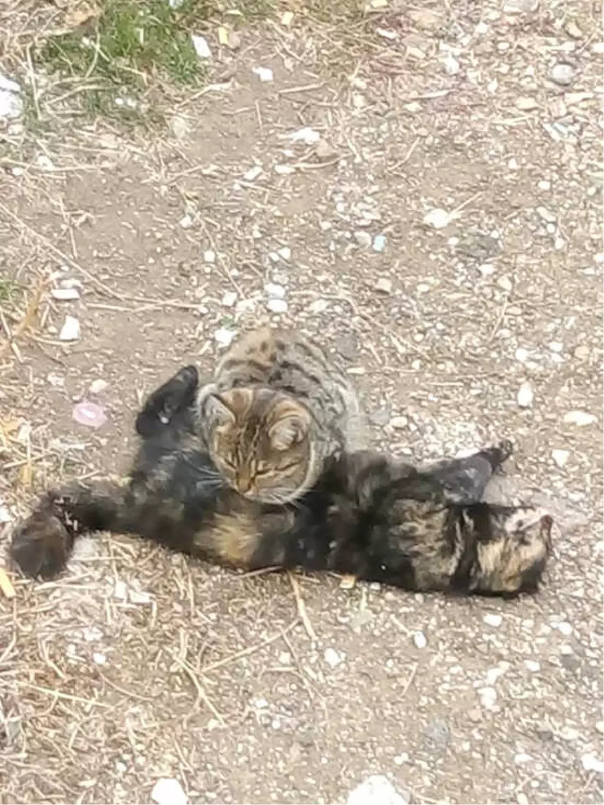 Ölen Kardeşinin Başından Ayrılmadı