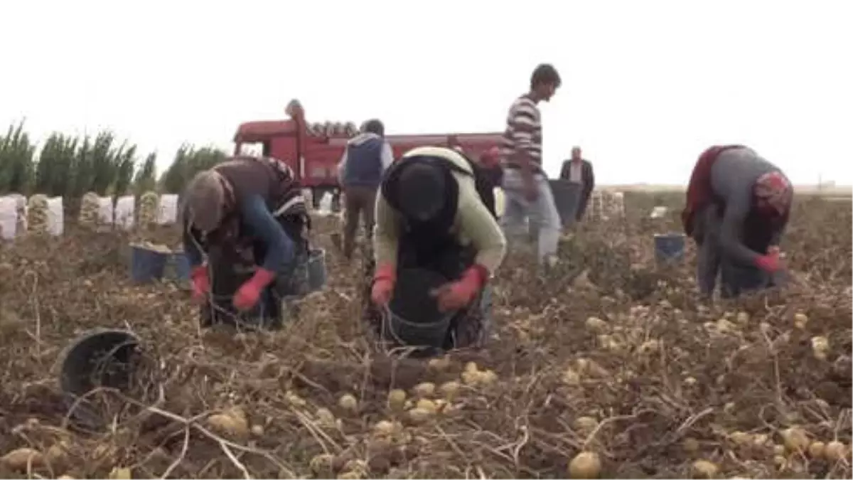 Patatesin Depolanması Gayet Doğal"