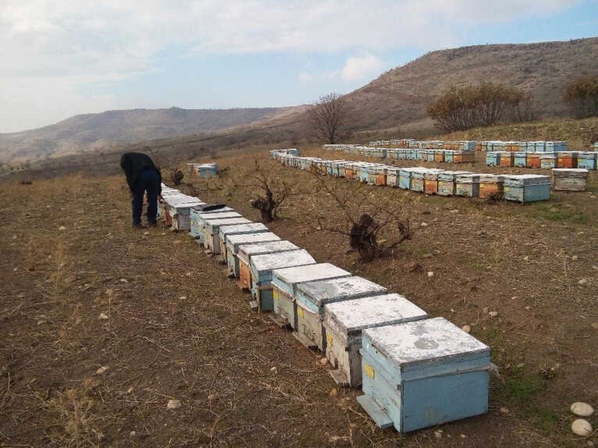 Siverekli Arıcıların Ürettikleri Bal Ellerinde Kaldı