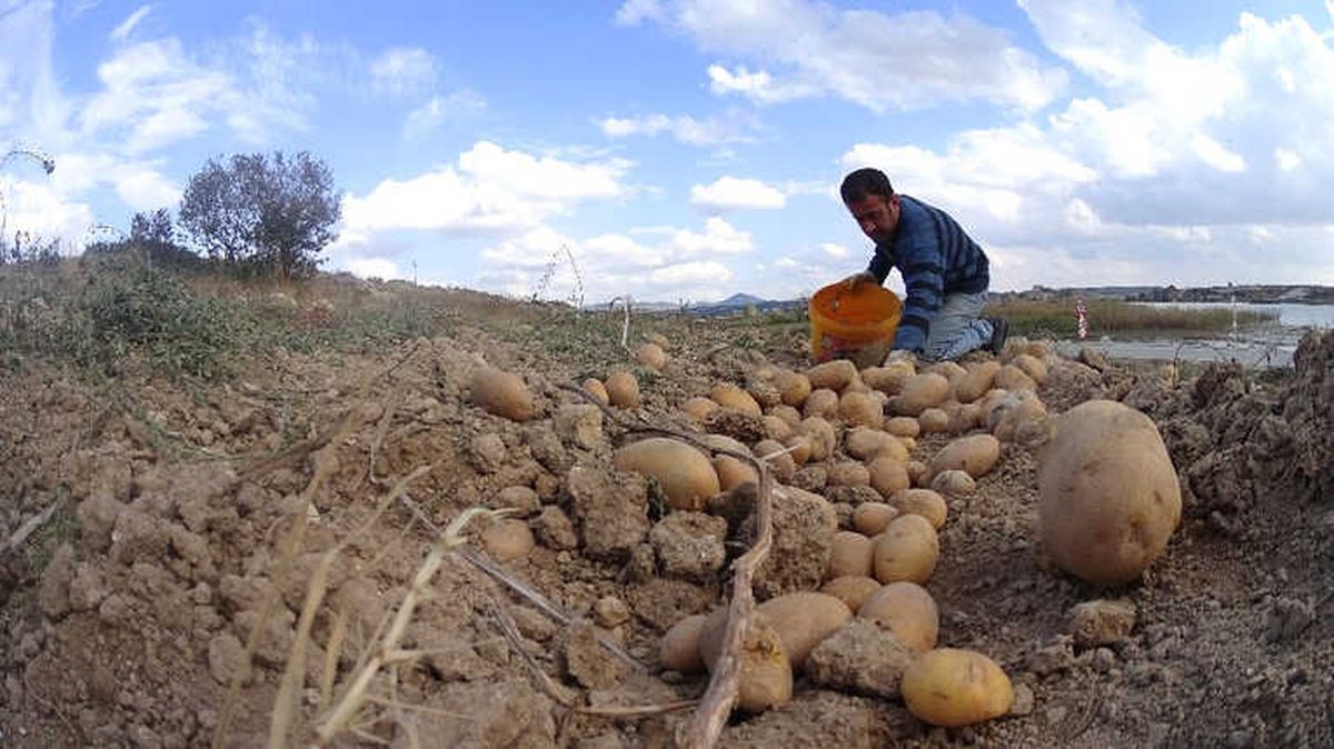 Afyonkarahisar Patates Üretiminde 3. Sırada